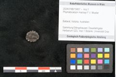 Foto (Objekt + Etikett) von Phymatocaryon mackayi F.V. Mueller (NHMW-GEO-2024-0188-10457)
